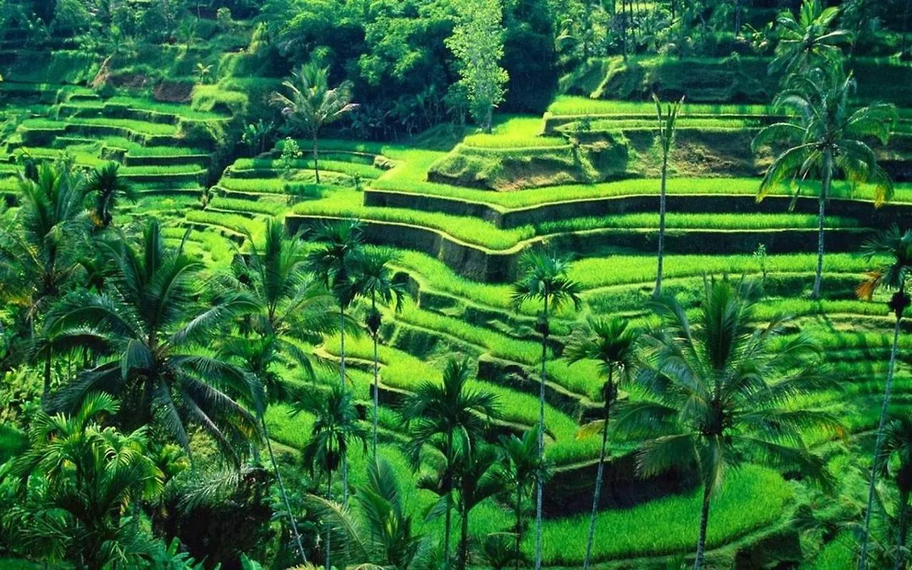 White Creative Villa Campuhan Ubud